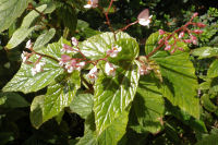 Dans les serres du jardin botanique