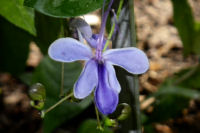 Dans les serres du jardin botanique