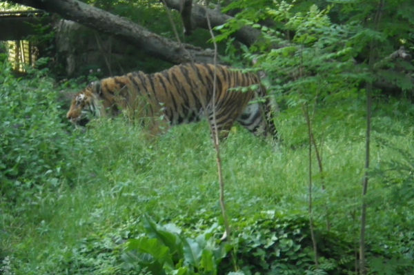 Un joli tigre un peu  l_ennui