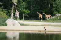 Des girafes
