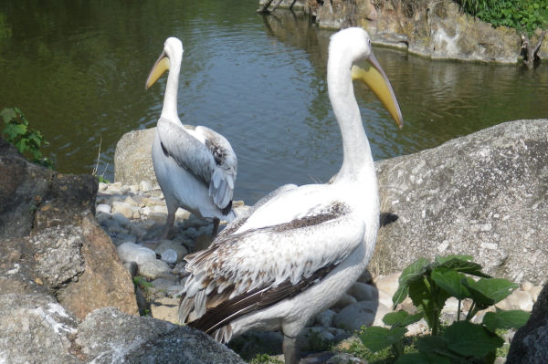Deux plicans