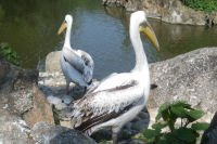 Deux pelicans