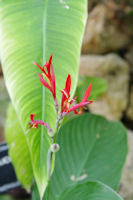 Exotisme dans les serres du jardin botanique du parc de la Tte d_Or