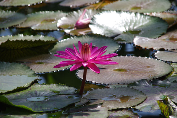 Au jardin botanique du parc de la Tte d_Or