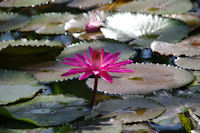 Au jardin botanique du parc de la Tete d'Or