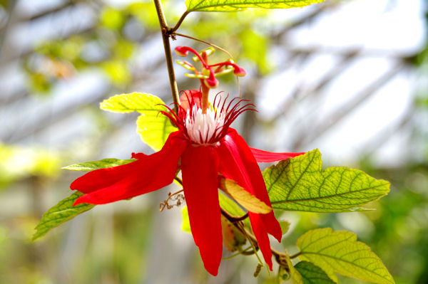 Au jardin botanique du parc de la Tte d_Or