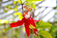 Au jardin botanique du parc de la Tete d'Or