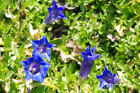 Au jardin botanique du parc de la Tete d'Or