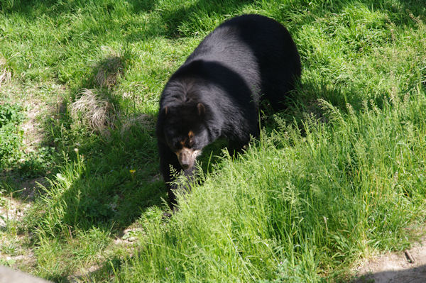 Un ours au Parc de la Tte d_Or