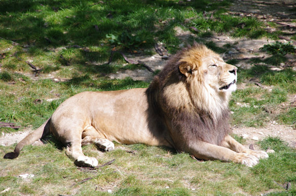 Le pacha du parc zoologique de la Tte d_Or