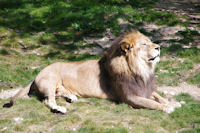 Le pacha du parc zoologique de la Tte d_Or