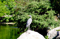 Heron aux aguets