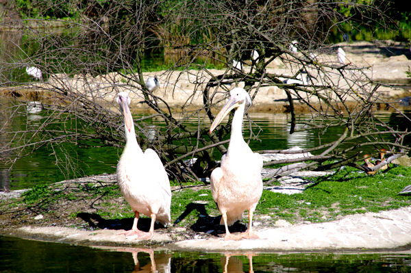 Jumeaux?