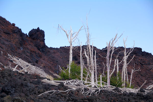 Arbres ptrifis