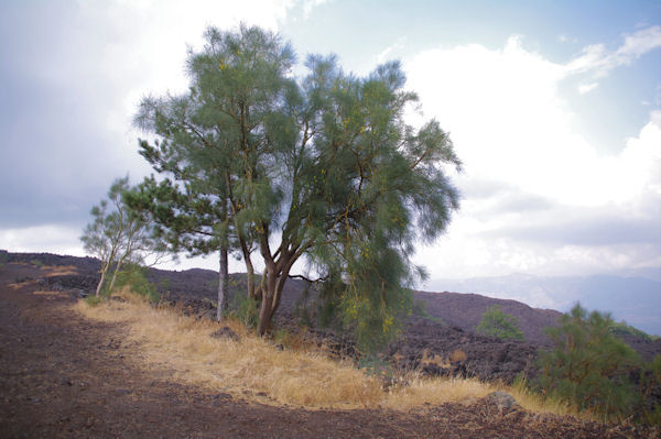 Les genets de l_Etna