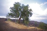 Les genets de l'Etna