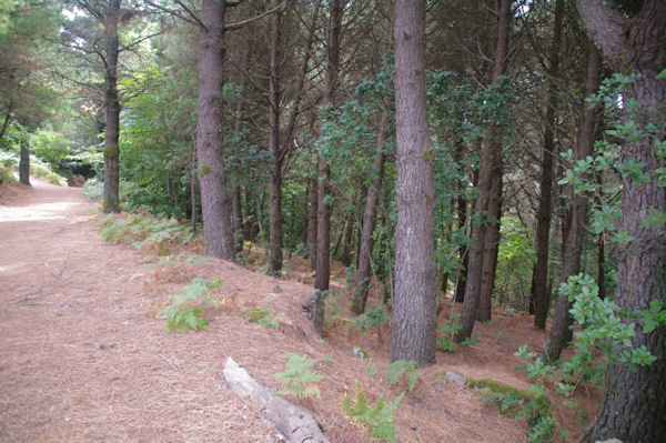 Sur la crte du cratre du Monte Fossa delle Felci