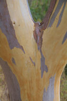 Couleur d'Eucalyptus