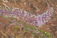 Rares fleurs d'automne sur les pentes du Monte Fossa delle Felci