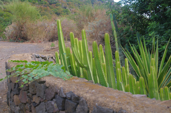 Cactus et capriers  Leni