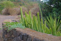 Cactus et capriers  Leni